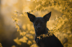Chihuahua-Mischling