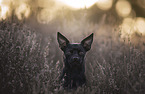 Chihuahua-Mischling