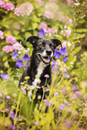 Husky-Weimaraner-Mischling