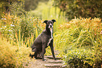 Husky-Weimaraner-Mischling