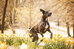 Podenco-Olde-English-Bulldog-Mischling