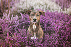 Podenco-Olde-English-Bulldog-Mischling