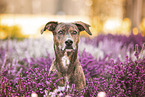 Podenco-Olde-English-Bulldog-Mischling