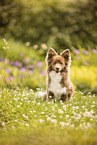 Spitz-Mischling