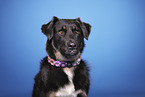 Kroatischer-Schferhund-Mischling