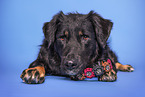 Kroatischer-Schferhund-Mischling