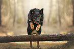 Kroatischer-Schferhund-Mischling