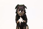 Kroatischer-Schferhund-Mischling