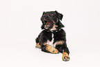 Kroatischer-Schferhund-Mischling