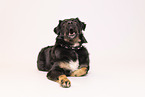 Kroatischer-Schferhund-Mischling