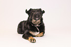Kroatischer-Schferhund-Mischling