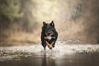 Kroatischer-Schferhund-Mischling