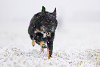Kroatischer-Schferhund-Mischling