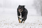 Kroatischer-Schferhund-Mischling