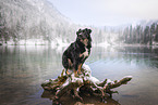 Kroatischer-Schferhund-Mischling