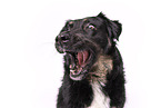 Kroatischer-Schferhund-Mischling