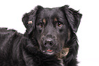 Kroatischer-Schferhund-Mischling