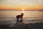 Kroatischer-Schferhund-Mischling