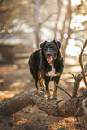 Kroatischer-Schferhund-Mischling