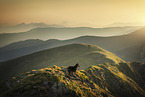 Kroatischer-Schferhund-Mischling