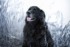 Leonberger-Mischling