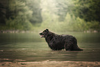 Leonberger-Mischling