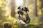 Deutscher-Schferhund-Sivas-Kangal