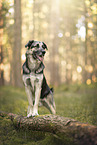 Deutscher-Schferhund-Sivas-Kangal