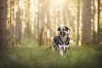 Deutscher-Schferhund-Sivas-Kangal