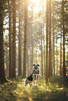 Deutscher-Schferhund-Sivas-Kangal