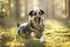 Deutscher-Schferhund-Sivas-Kangal