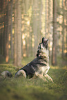Deutscher-Schferhund-Sivas-Kangal