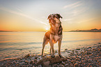 Deutscher-Schferhund-Sivas-Kangal