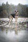 Deutscher-Schferhund-Sivas-Kangal
