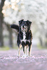 Australian-Shepherd-Mischling