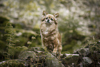 Chihuahua-Mischling