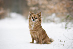 Chihuahua-Mischling