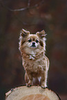Chihuahua-Mischling