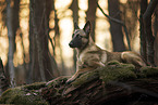 Malinois-Mischling