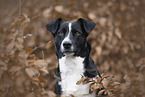 Border-Collie-Mischling
