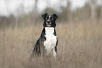 Border-Collie-Mischling