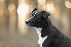 Border-Collie-Mischling