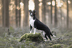 Border-Collie-Mischling