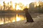 Border-Collie-Mischling