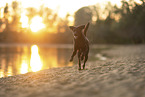Border-Collie-Mischling