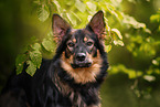 Schferhund-Mischling