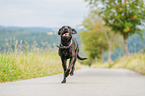 Rhodesian-Ridgeback-Labrador-Retriever