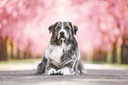Australian-Shepherd-Mischling