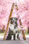 Australian-Shepherd-Mischling