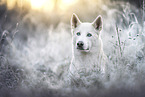 Husky-Mischling
